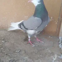 کفتر پرشی