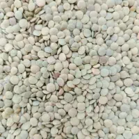 عدس درجه یک بوواری