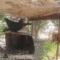 کفتر