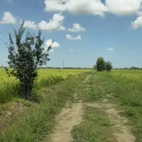 ۲هکتار شالی ۴۰۰متری اتوبان لاهیجان