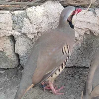 بلدرچین اهلی