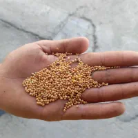 ارزن|لوازم جانبی حیوانات|فیروزآباد (فارس), |دیوار