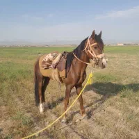 اسب یورقه