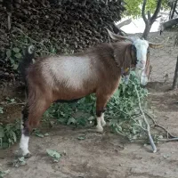 سابرین3بر پرواری