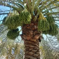 باغبانی نخل