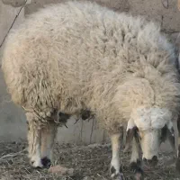 بره بومی ندوشن
