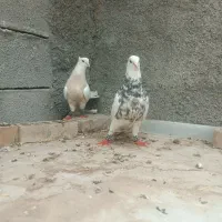 کبوتر طوقی