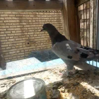 کبوتر اصفهانی اصیل