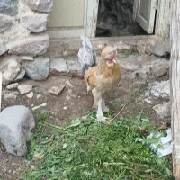 یک عددخروس سلطان