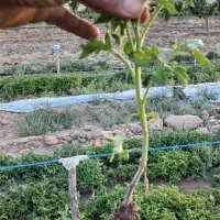 نشا گوجه فرنگی