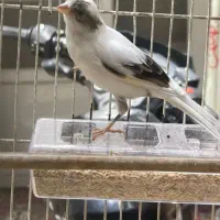 قناری نر ابلغ زیر خونی میکنه