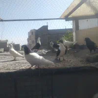 کفترشهرستانی ویک عدد تهرانی