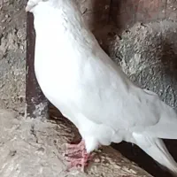 سایر