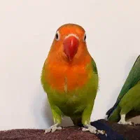 پرنده جوجه طوطی کوتوله برزیلی نر رام شیطون