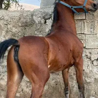 کره مادیون