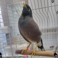 گمشده مرغ مینا