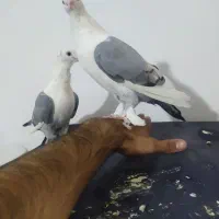 کبوتر ساتن نیم دستی