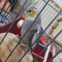 عروس هلندی