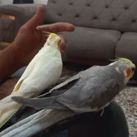 عروس هلندی مولد
