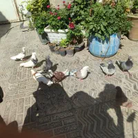 9‌تا کفتر‌ خوب