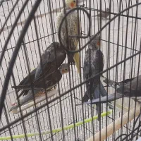 جفت عروس با ۳ جوجه