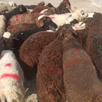 عقیقه گوسفند برا بچه درهمه نوع زنده وسالم بهداشتی|حیوانات مزرعه|تهران, شاهد|دیوار