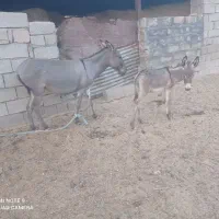 الاغ ماده