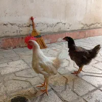 مرغ وخروس