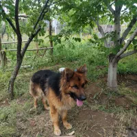 سگ ژرمن