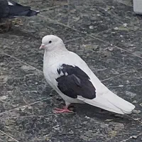 فروش کفتر درجه یک ، تک و یکجا ، پرشی