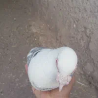 پشت دار گوک