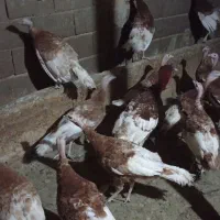 گله بوقلمون تخمگذار جوان