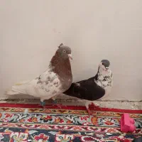 جفت کله سرخ و ساده افشون معاوضه با جوجه عروس