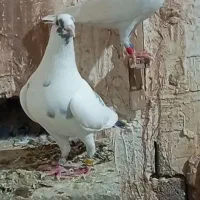دسته کبوتر پلاکی