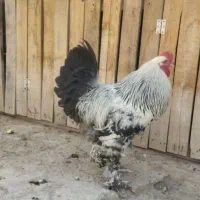 خروس برهما
