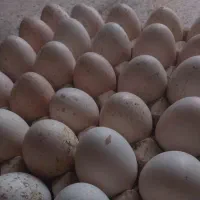 تخم بوقلمون نطفه‌دار