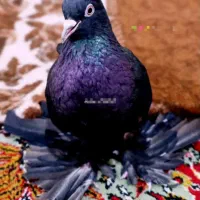 کبوتر مشکی ماده بسیار زیبا