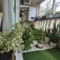 فروش گل و گلدان‌های خاص و آپارتمانی