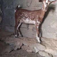 کهره ماده دوقلوزا  مخصوص داشت