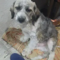سگ گمشده