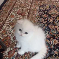 واگذاری گربه اسکاتیش لانگ هیر