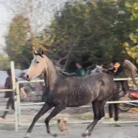مادیان ۳ساله کرد