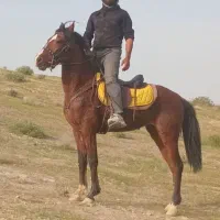 فروش نریان 4ساله عرب