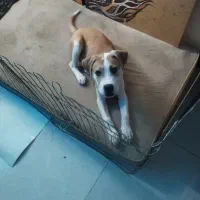 سگ نژاد پیتبول