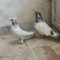 کبوتر کله دمسبز طوقی شازده و دمگیر پرشی