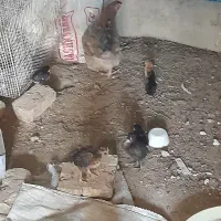 یک مرغ با شیش تا جوجه مرغ