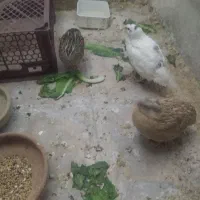 بلدرچین