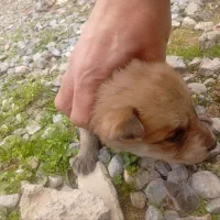 واگذاری توله  سگ پاکوتاه. دو ماهه سرحال بازیگوش.