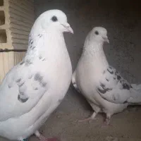 کبوتردوبحر