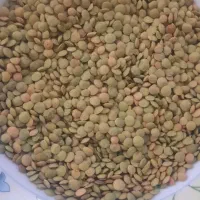 عدس